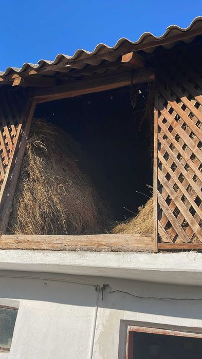 Vand un slon plin cu lucerna si iarba de gradina