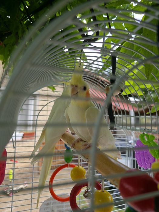 Ръчно хранени корели