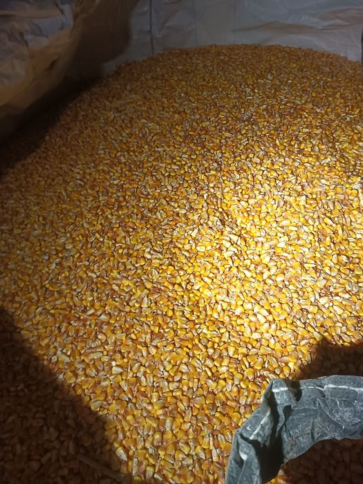 Porumb boabe Pioneer, iarna combinat