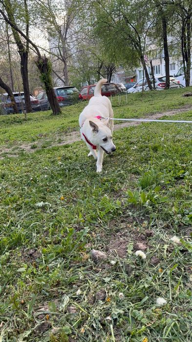 Търси дом! Здравейте, това е Айра