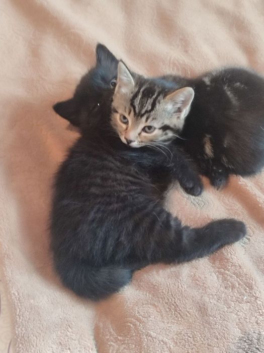 Котята, отдам хорошим людям