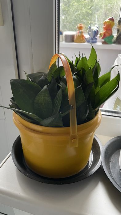 Продам домашние цветы