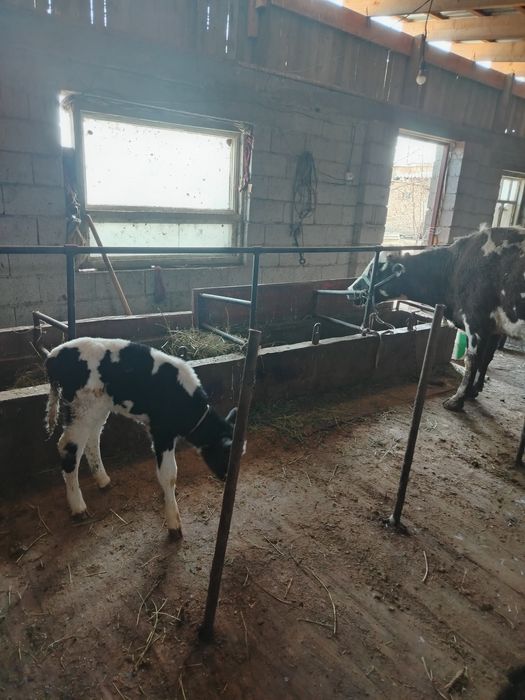 Дойная корова продаётся