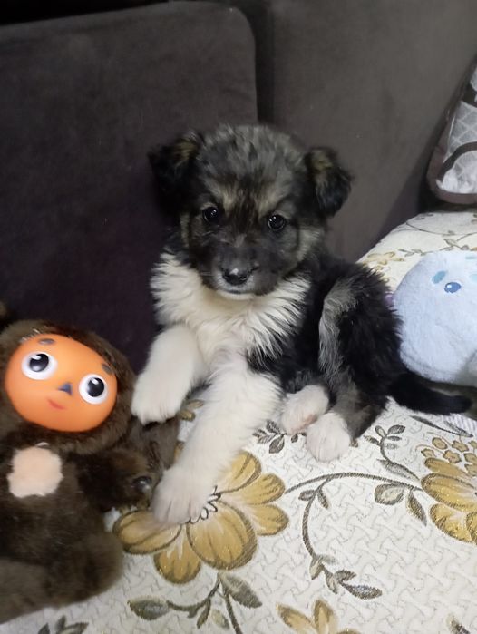 Отдам щенков в добрые руки