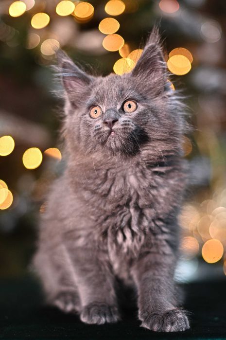 Продавам коте мейн-кун