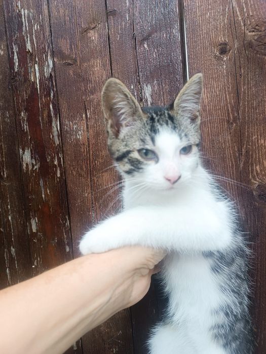 Pisicuț de oferit gratuit unei familii iubitoare!