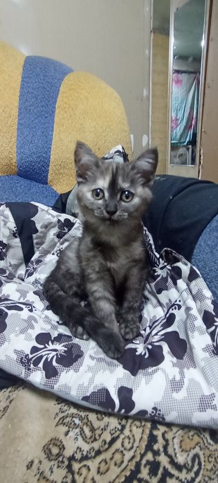 Продам котёнка ( девочка).