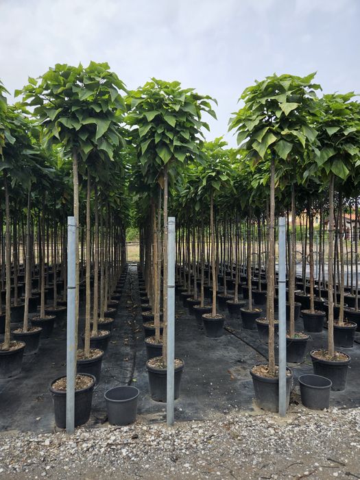 Catalpa nana globular