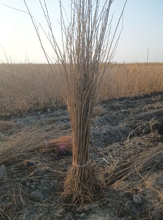 Tut kuchatlari sotiladi,sensa,2sort