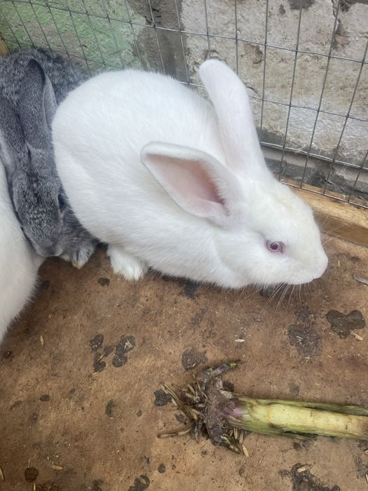 кролик гарантей 100%