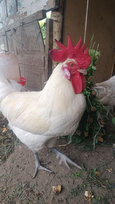Продам Бресс галльская