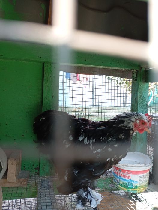 Карликовые кокинхины.