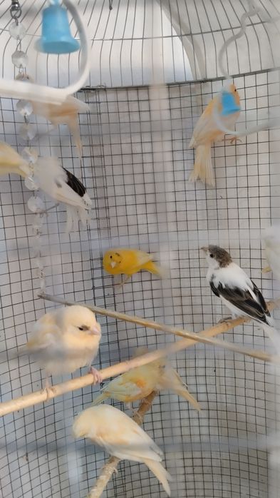 Продаются птицы канарейки молодые , детёныши мозаик..