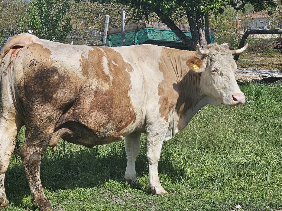 Vând vacă baltata