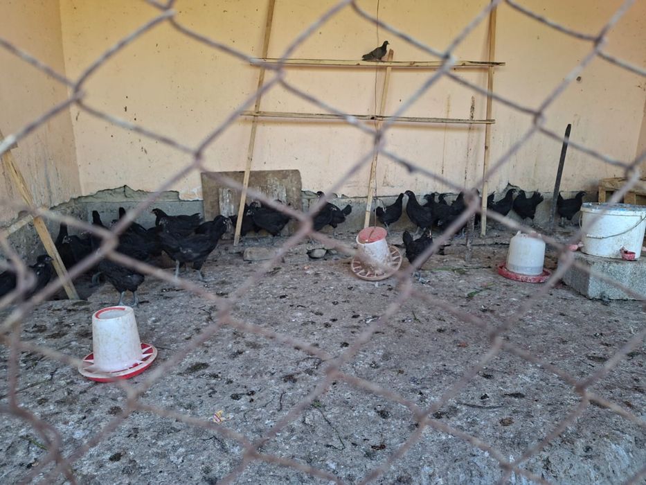 Гиган шөжектері сатылады