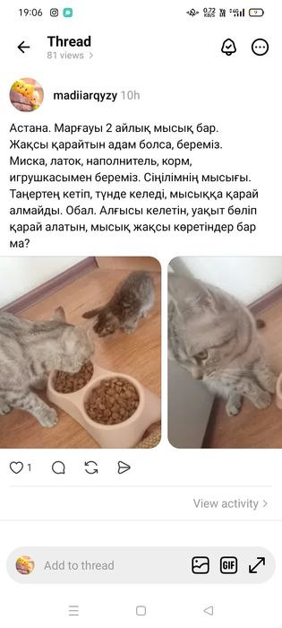 Мысық марғауымен