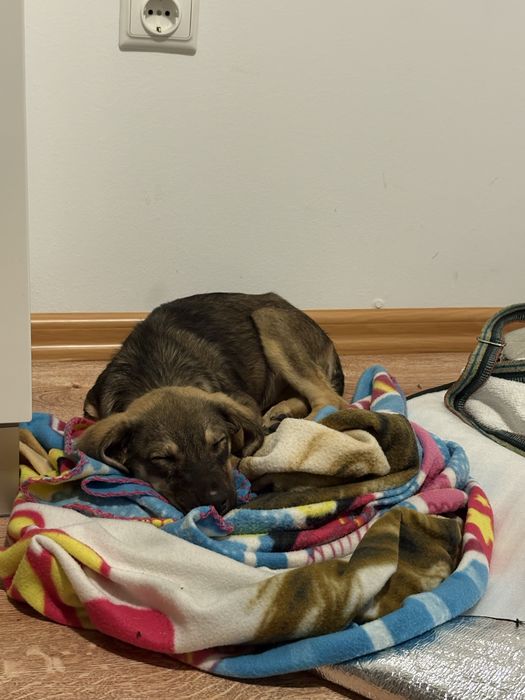 Кученце си търси дом