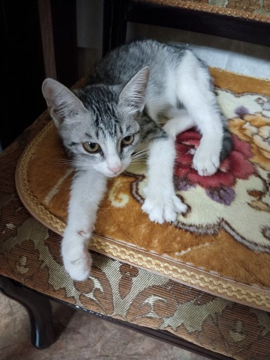 Отдам котенка в добрые руки
