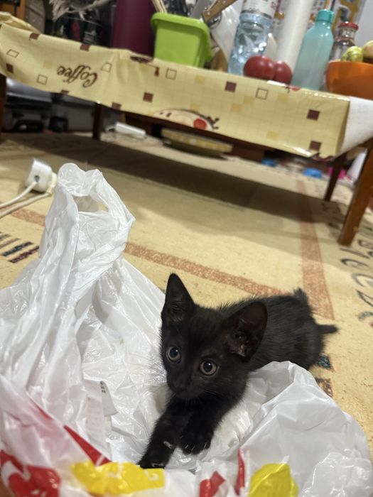 игривые котята 3 месяца