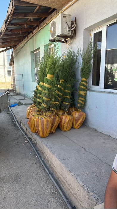 Саженцы агаштар агаш елка көшет