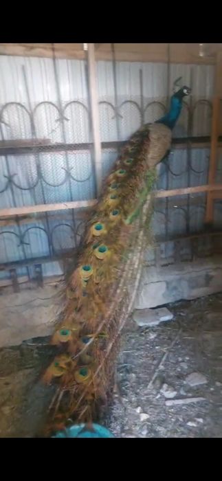 Продам павлина самцы самки