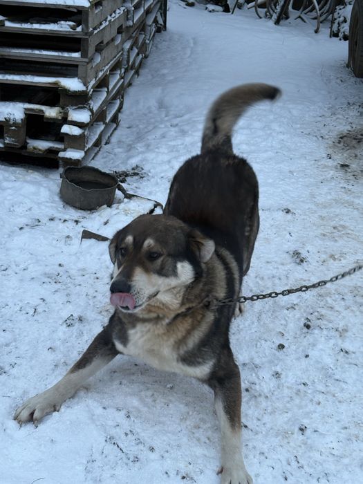 Donez catelusi de talie mare suberbi . Seriozitate