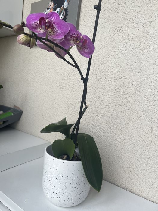 Орхидея цветущая.