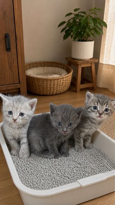 Бронь британских котят