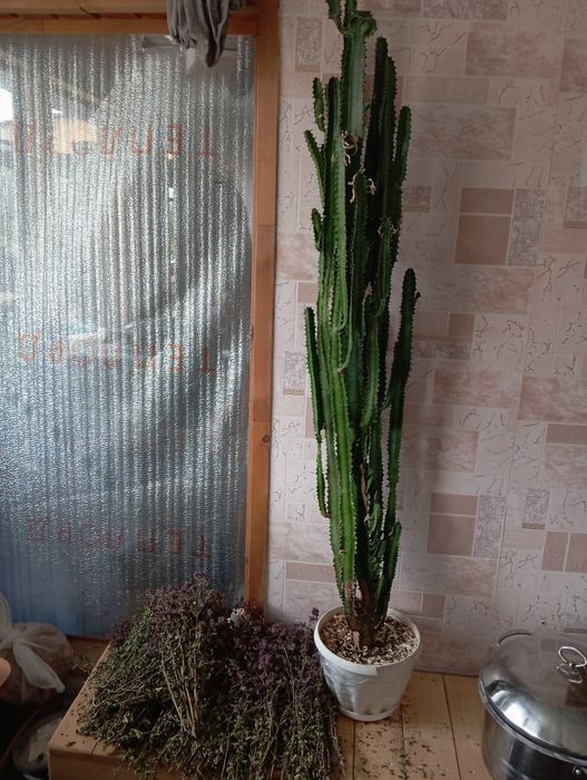 Продам домашний цветок