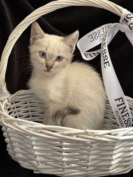 Отдам котенка девочку, воспитанную