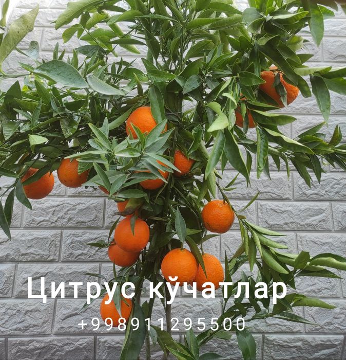 koʻchatlar dehqonchilik