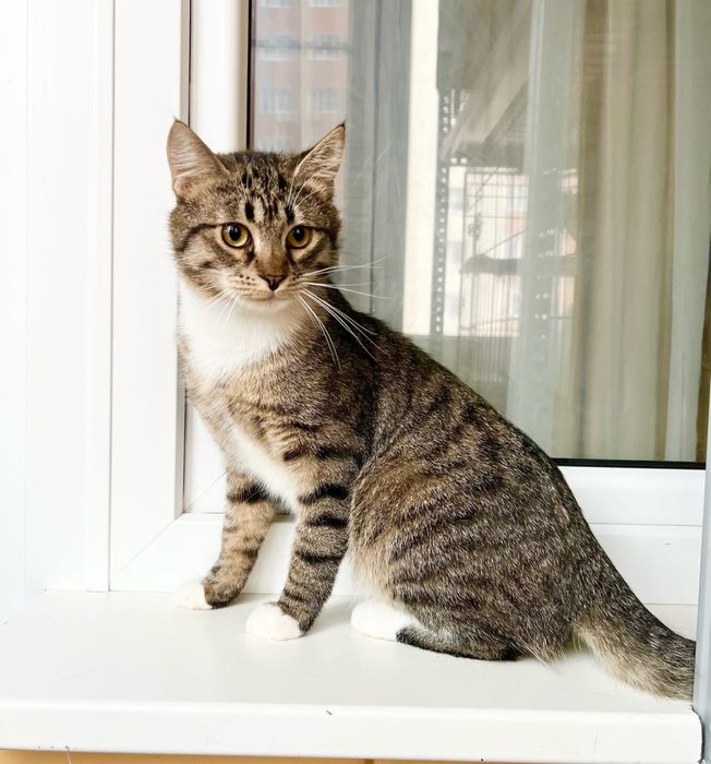 Отдам котенка в добрые руки