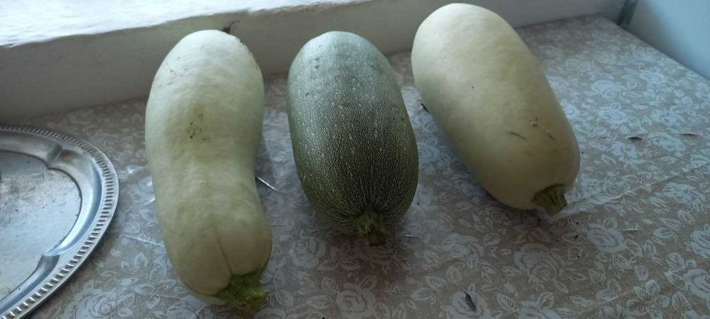 Домашние кабачки
