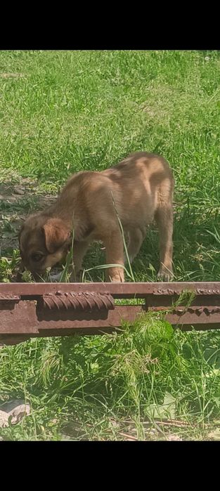 Отдам щенков в кыргауылды