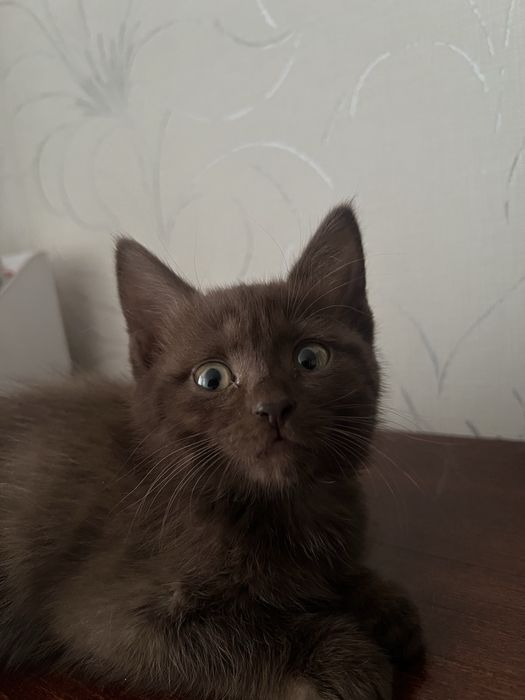 Отдам котенка в добрые руки