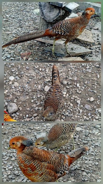 Vând Fazan Rosu/ Gaine pitice de rasa/Turturelelor razatoare