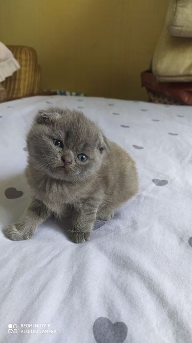 Шотландские Вислоухие котята Фолд