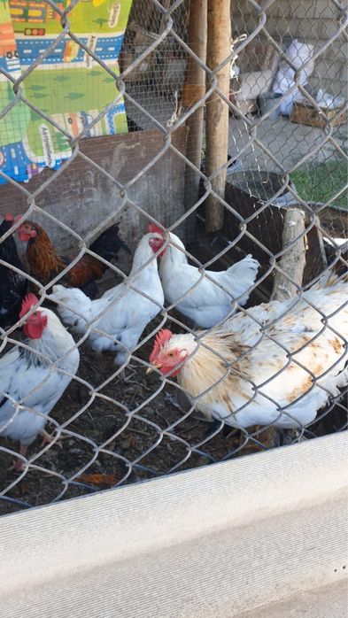 Продается петухи