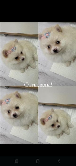 Күшік сатылады қызылорда қаласы