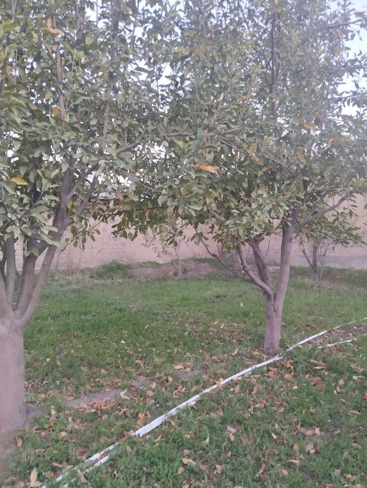 Ер сотилади 5 сотыхли ховли учун жой