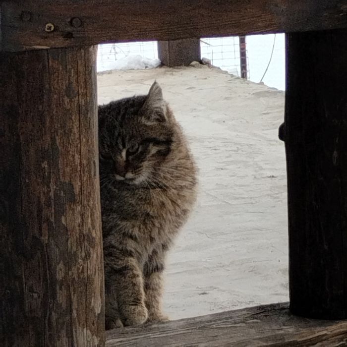 Кошечка-мышеловка