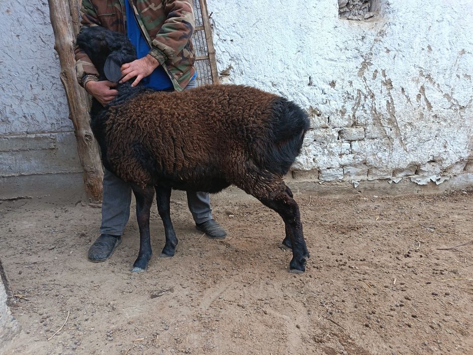 Кузи кучкор сотилади