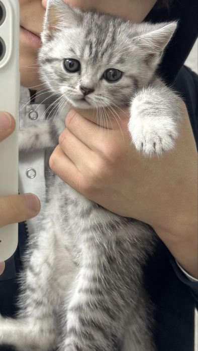 продаётся котенок.Британец прямоухий