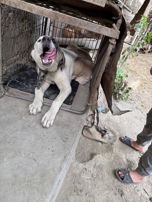 Kuchuk zotdor alabay