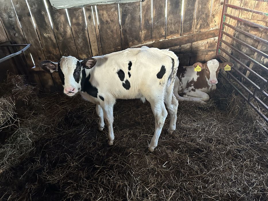Vitel mascul Holstein
