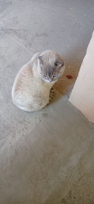 Дарью   домашнюю кошку