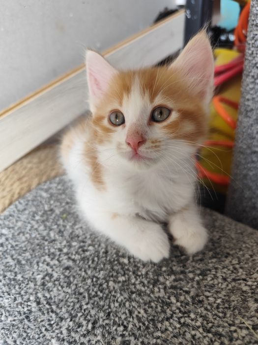 Подарявам котенца на 2 мес.
