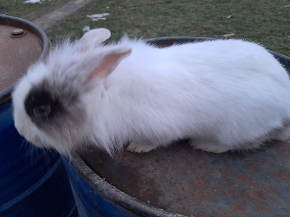 Iepuri cap de leu 1 an