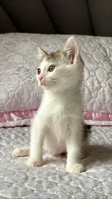 Красивый котенок 2 мес.