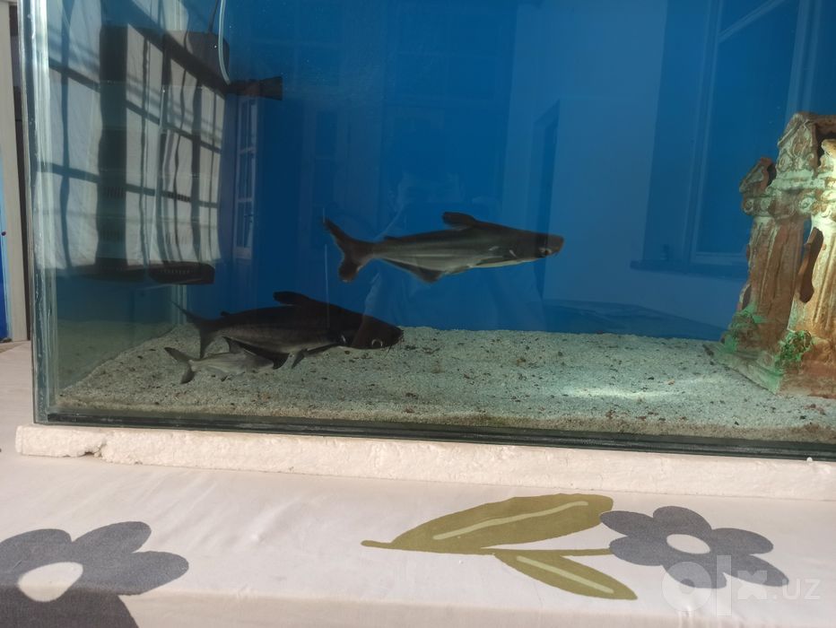 Akula pangasius srochno 30sm